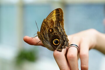 A vibrant butterfly with intricate wing patterns rests gently on a fingertip adorned with a beautiful ring. The soft focus background highlights the delicate beauty of this serene moment.