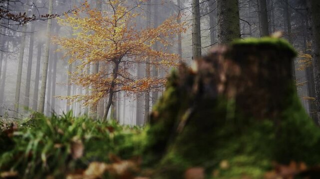Orangener Laubbaum inmitten in einem kargen Nadelwald in Herbst HLG HDR