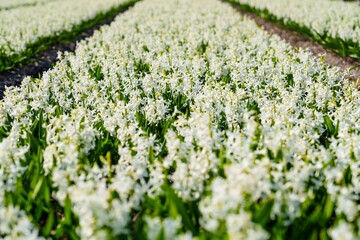 Experience the breathtaking beauty of a stunning field filled with graceful white hyacinths in full...