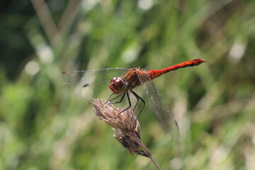 close up of dragonfly