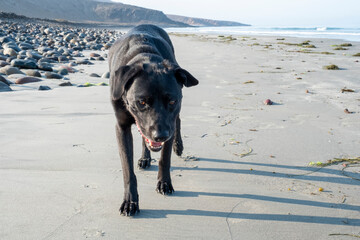 Black Lab Dog on the beach of Baja California Mexico