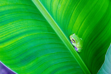 Cute little European tree frog, Hyla arborea on a banana leaf
