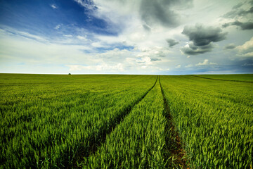 Lush green wheat stalks dominate this vast agricultural field under a dynamic sky