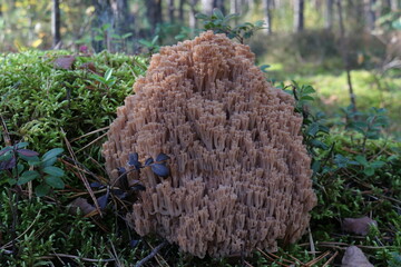 Crown tipped coral mushroom