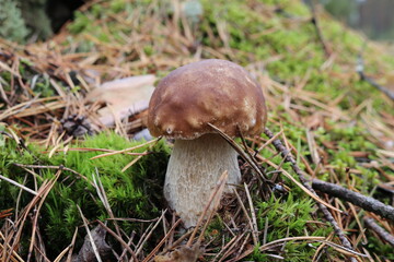 boletus edulis mushroom