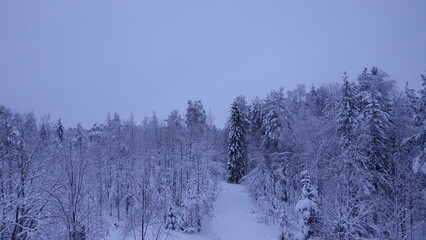snow covered trees