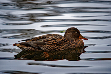 Braune Ente schwimmt