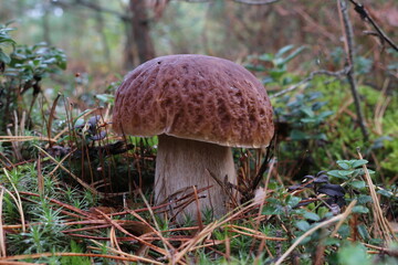 Big boletus mushroom