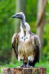 A vulture with a gray head and brown feathers is perched on a branch and staring off to the side. The background is blurred, making the vulture the focal point of the image.