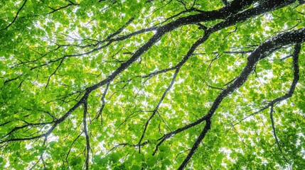 Lush Green Canopy Under Bright Sunlight