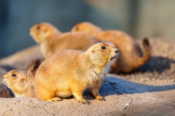 A group of prairie dogs stands on a rock in the sunlight. These small, social rodents live in colonies and are herbivores, eating grasses, forbs, and cactus pads.