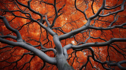 View from below of a tree with dark twisting branches and vibrant red foliage against the sky, showcasing an abstract and dramatic natural pattern.
