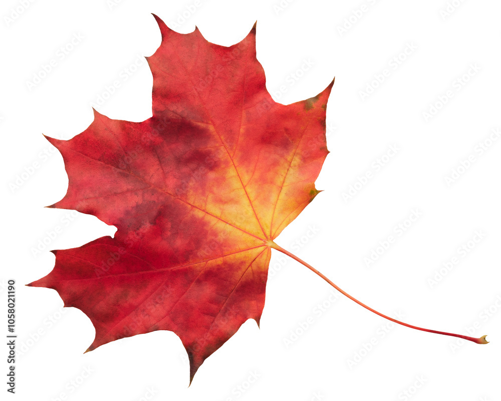 Poster A leaf of a maple tree is shown in full color. The leaf is red and yellow, and it is the color of autumn. The leaf is on a white background, which makes it stand out