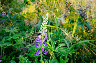Wild flowers of Fraser Valley found at Mission, BC, Canada