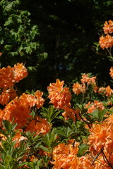 Azalea