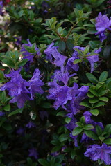 Blue Azalea