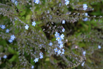 forget me not