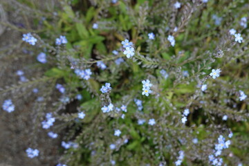 forget me not