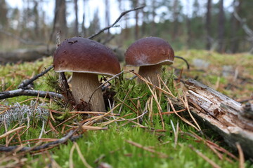 mushrooms in the forest
