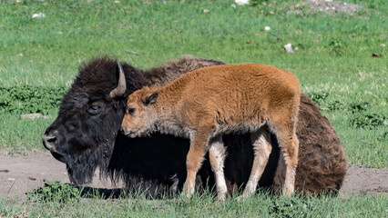Fototapeta premium American Bison Calf in Custer State Park in the Black Hills