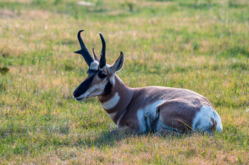 Pronghorn on the Prairie in Custer State Park
