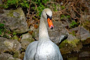 Schwan im Profil