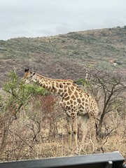 giraffe in the savannah