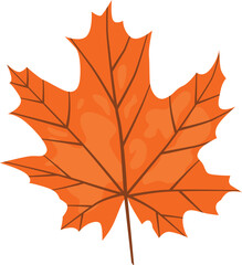 Illustration of an autumn leaf from a tree in orange isolated on a white background