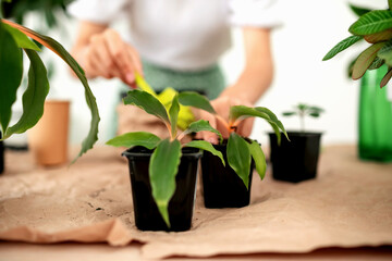 Close-up of woman hands take care, watering plants at home. Watering and caring for indoor plants. . Gardening. Care of home plants