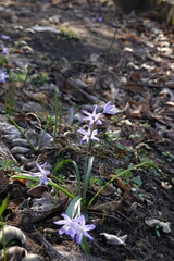flowers in the forest