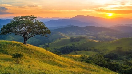 Obraz premium Serene Sunset Over Lush Rolling Hills with Solitary Tree