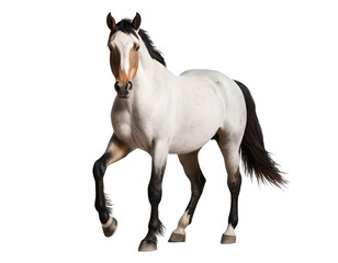 Fototapeta premium white horse png, horse walking, cutout