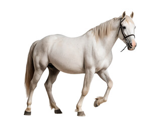 Fototapeta premium white horse png, horse walking, cutout