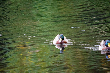 Ente auf dem Wasser