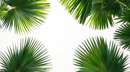 Obraz premium Lush Green Palm Leaves Framing a White Background
