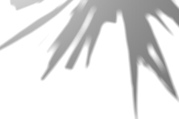 Fern branch shadow. Leaf shadow overlay. Sunlight trough the leaf. Nature organic shadow. Blurred Leaf shadow and light on wall background. 3d rendering