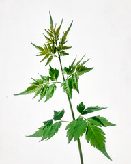 Neem tree green leaves branch also known as nimtree (azadirachta indica) isolated on white. Closeup view