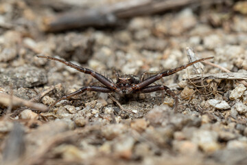 Brown spider sidewalker spreads its front legs