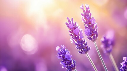 Obraz premium Beautiful lavender flowers blooming in a soft, dreamy background.