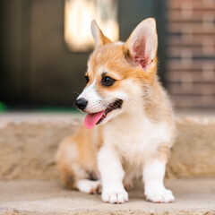 Welsh corgi pembroke puppy playing in the yard