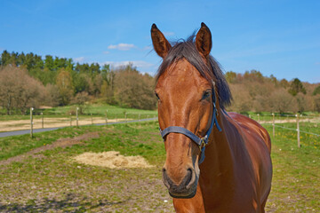 Horse, face and field in nature, countryside and outdoor with mane, health and growth at farm, Equine animal, portrait and pet on grass with summer, wellness and sunshine at rural ranch in Argentina
