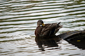 Stockente schwimmt bei Sonnenuntergang
