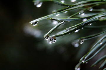 Close up of water drops on pine tree needles 