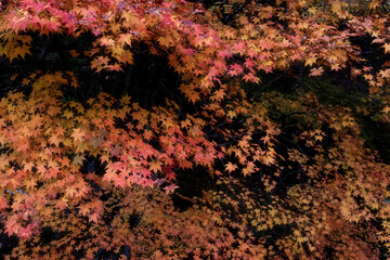 深まる奥日光の紅葉風景
