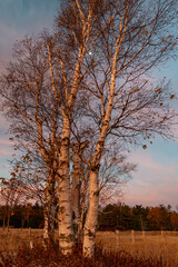 719-94 Birch Light
