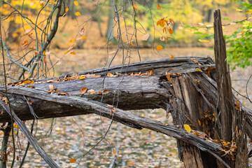 Close-up view of a fallen tree trunk with autumn leaves in a forest, showing process of decay in a tranquil woodland environment, the beauty of autumn foliage and the cycle of life in nature