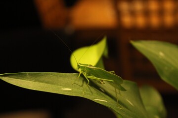 grasshopper on a leaf