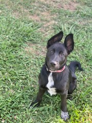 Curious German Shepherd-Border Collie mix with a white chest patch, enjoying an outdoor adventure on a sunny day