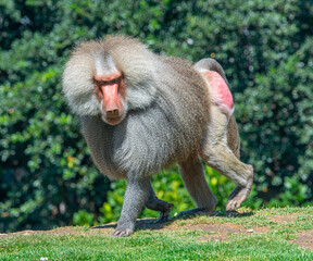 portrait of a baboon
