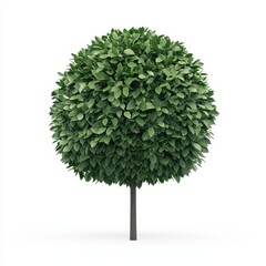 Round leafy tree with a thick trunk, isolated on a white background.